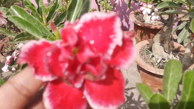 HOW MUCH SUNLIGHT IS SUFFICIENT FOR ADENIUM PLANTS IN SUMMER MAY AND JUNE смотреть онлайн