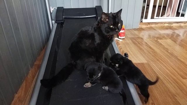 Не тяни кота за хвост ? смотреть онлайн