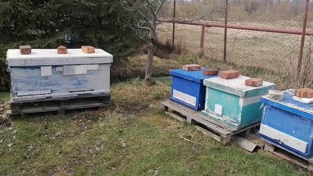 Пасека! Когда делать отводки?! смотреть онлайн