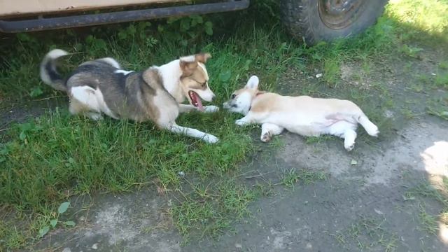 Знакомство с другой собакой / Щенок корги знакомится с другой собакой / Дружба собак смотреть онлайн