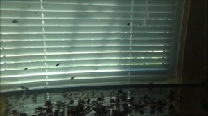 Разведение гуппи и меченосцев.