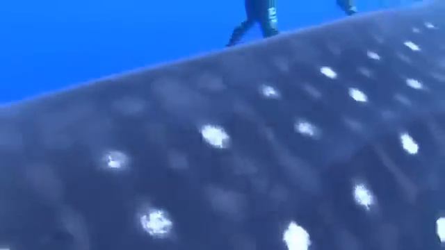 Снимаешь такой рыбку на видео и тут внезапно О_О смотреть онлайн