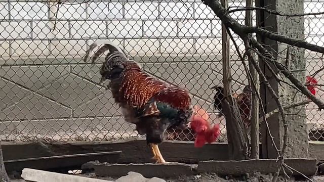 Звук петуха или как говорит петух ? смотреть онлайн