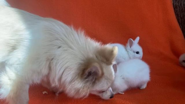 Карликовые кролики.Лола кушает капусту с кроликами. смотреть онлайн