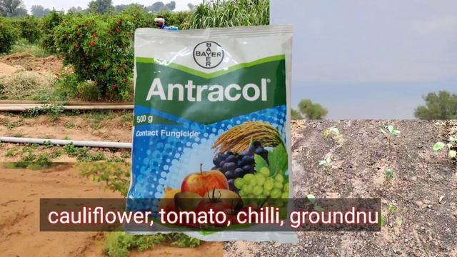 How To Use Antracol Fungicide | Propineb 70%wp | Antracol Fungicide | Bayer Antracol Fungicide Uses