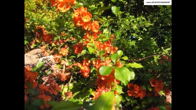 ХЕНОМЕЛЕС (Айва японская) - ВЫНОСЛИВА и НЕПОБЕДИМА как САМУРАЙ. смотреть онлайн