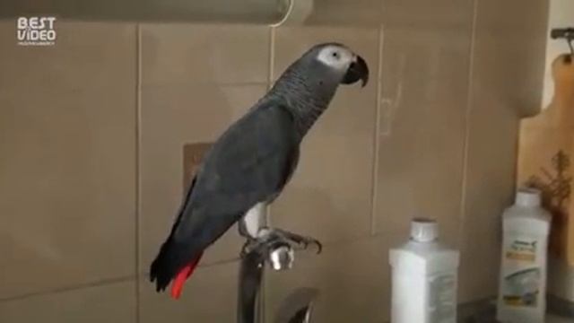 УМНЫЙ ПОПУГАЙ