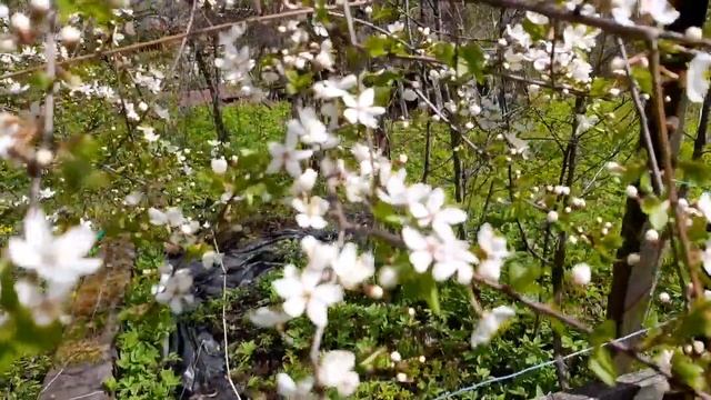 ДАЧНЫЙ БЛОГ. КРАСИВЫЕ ЦВЕТЫ В САДУ,ЦВЕТЁТ АБРИКОС!/DACHA BLOG. BEAUTIFUL FLOWERS IN THE GARDEN смотреть онлайн