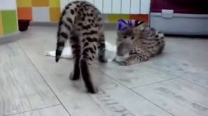 Сервал в доме! Продажа ручных котят сервала!