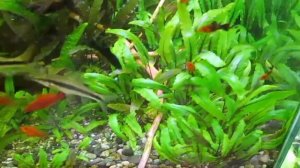 Каких рыб не стоит покупать? А каких рыбок лучше завести?