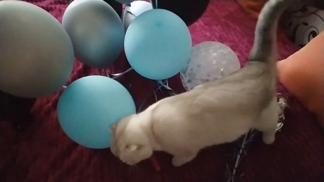 на большом воздушном шаре. Кошка поет. Смешная песенка. Смешная озвучка смотреть онлайн