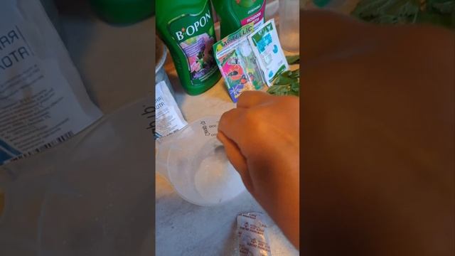 Обязательная третья подкормка, когда начинают цвести помидоры,синие и перцы.