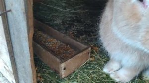 Кролики Фландр | Бюджетное содержание кроликов