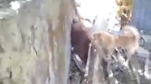 Собаки загрызли кота