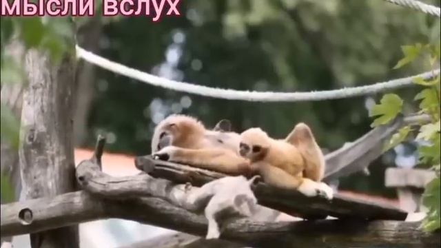 Самвел Ад/Сбежинская 50 на 50 случайный обзор на личную моль Ад.Эдик,такое даже палочкой не трогают