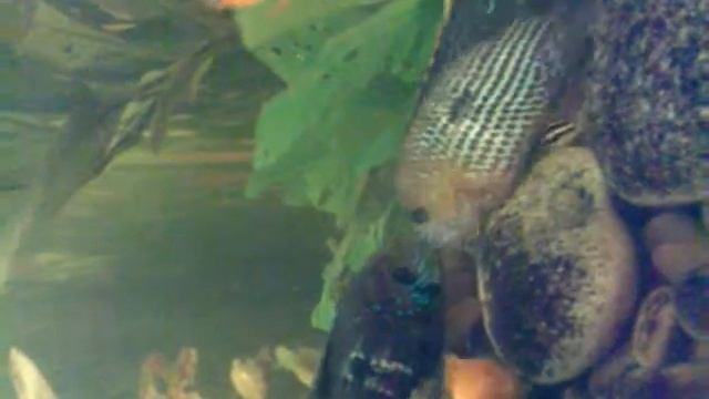 Страстный Поцелуй!!! смотреть онлайн