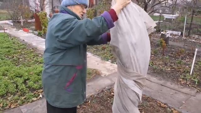 Как и когда укрывать персик на зиму в Черноземье. смотреть онлайн
