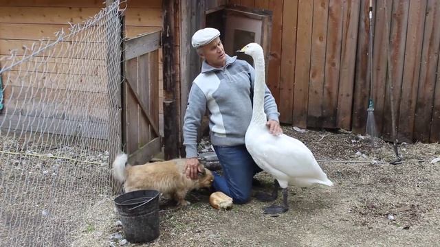 Лебеди тоже скучают смотреть онлайн