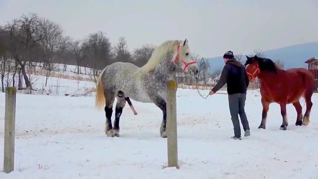 Скрещивание смотреть онлайн