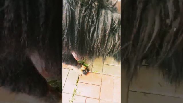 Собака будет есть корм для кошек? смотреть онлайн