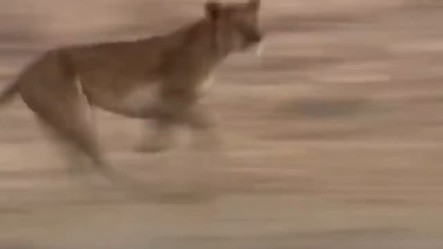 Wildlife Brave Giraffe Kick Five Lion To Save Baby - Power of LION In The Animal World But FAIL смотреть онлайн