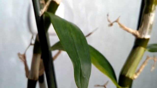 Орхидея Дендробиум Нобиле. Уценки, обзор. смотреть онлайн