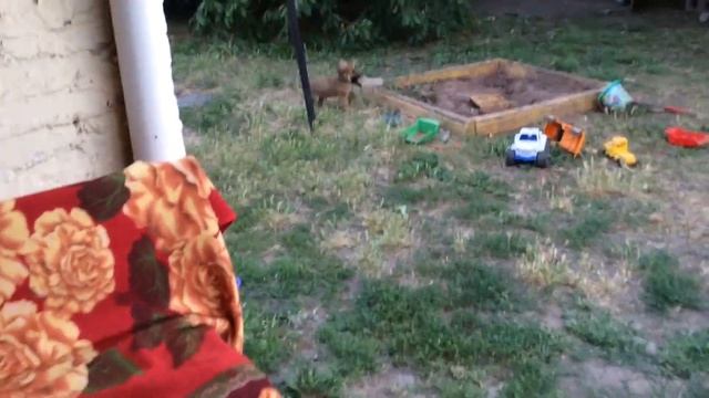 Шкодный щенок ворует тапки