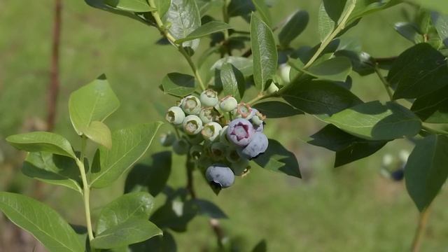 Черника. Как выглядит черника обыкновенная? смотреть онлайн