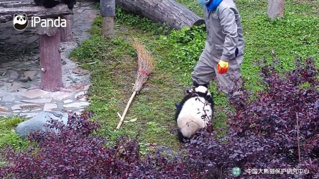 Я и моя приставучая панда смотреть онлайн
