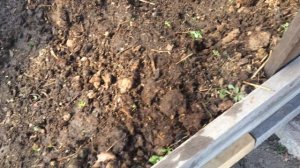 Уход за огурцами! Урожай будет огромным!