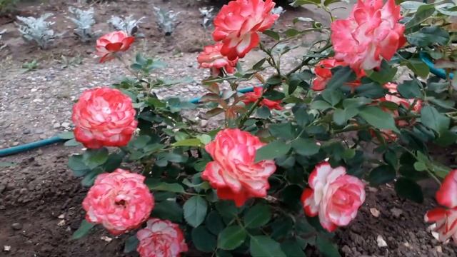 ✿➽✿ Роза Юбилей Принца Монако (Jubile du Prince de Monaco) в нашем саду - первогодка ??сезон 2021?? смотреть онлайн