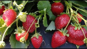 Выращиваем Клубнику В Ящиках И Ведрах  часть-2 // Май 2022 г // Клубника Без Химозы