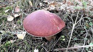 Большие белые грибы. Как выглядят самые крупные экземпляры?