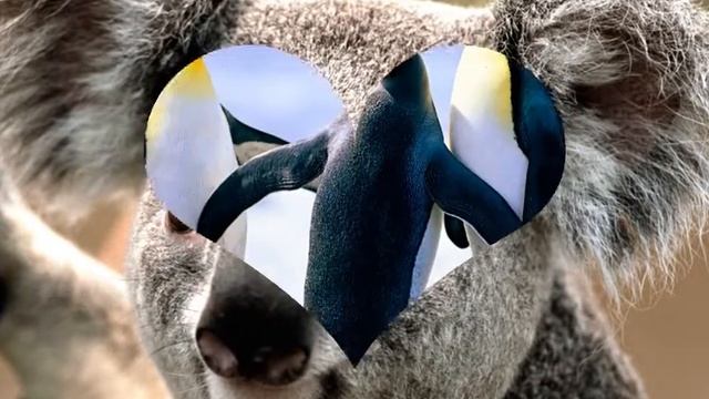 куала и три пингвина смотреть онлайн