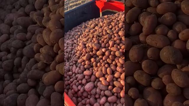 Уборка семенного картофеля сорта Мемфис смотреть онлайн