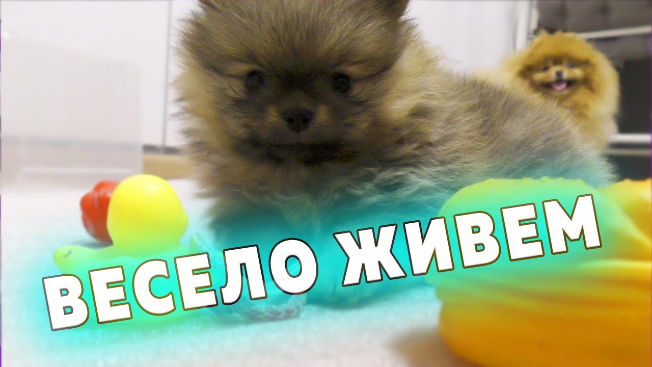 Щенкам шпица 41 день. Шпиц Бэлла сбежала от щенков. Ночные посиделки. Шпиц Крепыш – пауэрлифтер