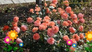 Роза патио Шакенборг. Краткий обзор, описание характеристик, где купить саженцы Schackenborg