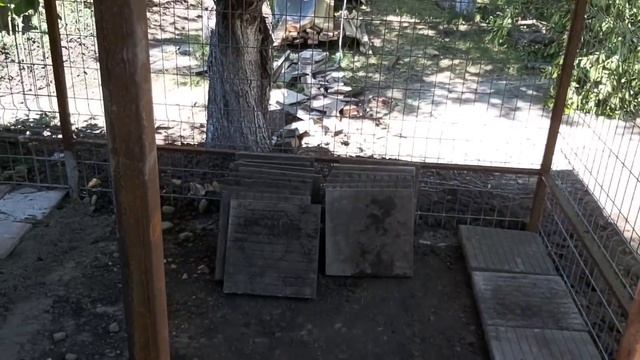 Моя красивая петунья, чем теперь занимаемся ранним Утром, заготовка вишни, варю компот