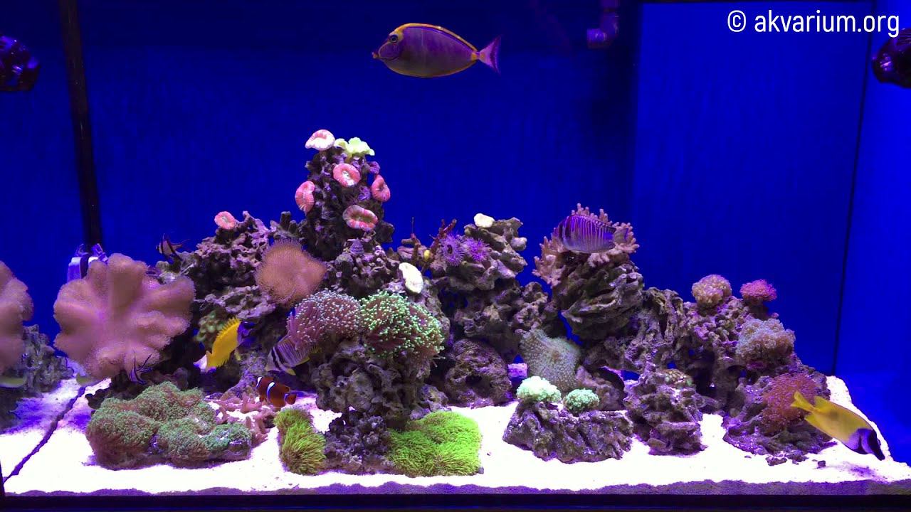 Морской аквариум 500 литров под ключ (2 месяца спустя) смотреть онлайн