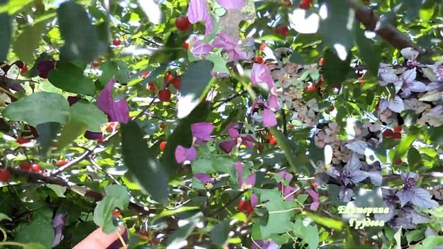 Прогулка по моему саду (часть 3) смотреть онлайн