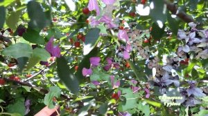 Прогулка по моему саду (часть 3)