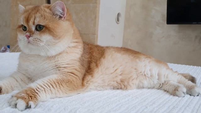 Британский кот окраса золотая шиншилла - Don Corleone MaxelPoint❤ смотреть онлайн