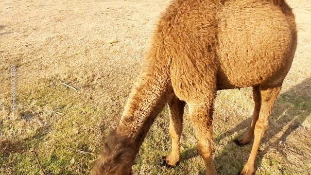 ВЕРБЛЮДОВОДСТВО в УЗБЕКИСТАНЕ!ГАГАРИН!МИРЗАЧУЛ!@ranokamolova