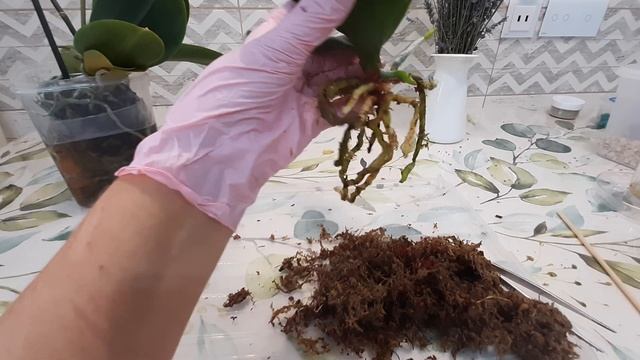 Пересадка 2-х орхидей Pirate Picotee бабочка и Black Piano в жару. Рискую?! смотреть онлайн