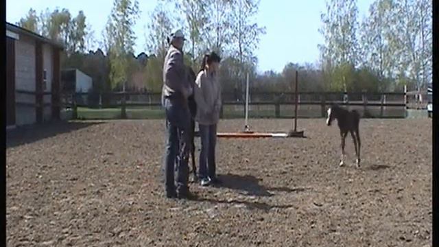 Banjo Whiz Tochter 2013 Erstes Halfter смотреть онлайн