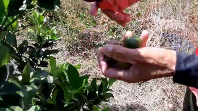 Calamansi||Philippine Lime or Philippine Lemon||Citrus Microcarpa||Calamondin|| Boy Dahon смотреть онлайн