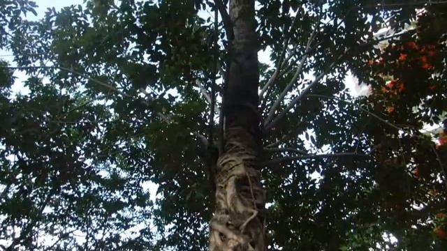 Дерево-паразит, которое обхватило пальму и ползет к солнцу (живет на пальме). смотреть онлайн