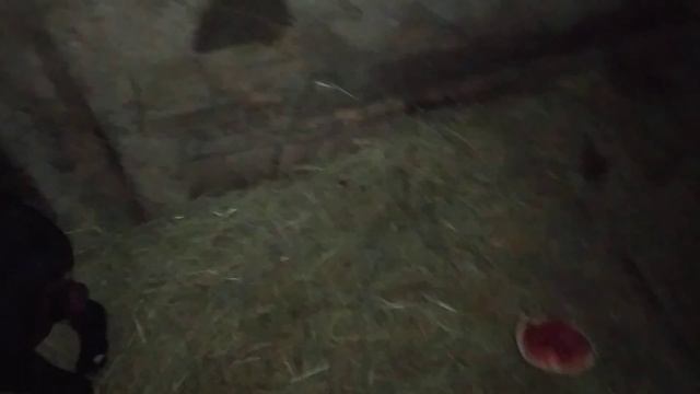 ОВЦА ОКОТИЛАСЬ. ЗАРОЖДЕНИЕ НОВОЙ ЖИЗНИ! смотреть онлайн