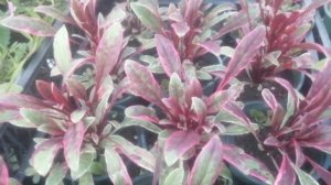 Гаура пестролистная: супер декоративная листва и ещё необычное цветение.