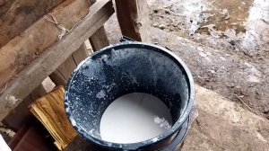 Сколько корова даёт молока после отёла